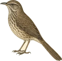 Bendire's Thrasher