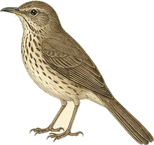 Crissal Thrasher