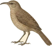 Curve-billed Thrasher