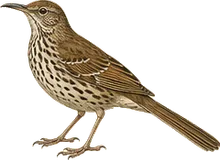 Le Conte's Thrasher