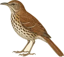 Brown Thrasher