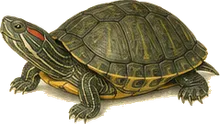 Red-eared Slider