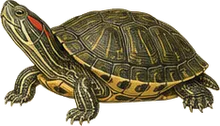 Red-eared Slider