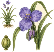 Virginia Spiderwort