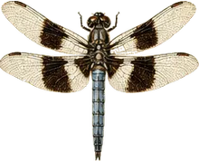 Black Saddlebags