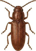 Red Flour Beetle