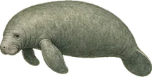 Amazonian Manatee