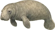 West Indian Manatee