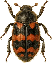 Ornate Checkered Beetle