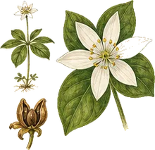 Starflower