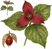 Red Trillium