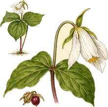 Drooping Trillium