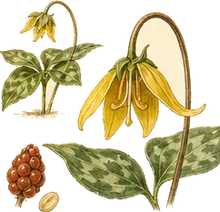 Prairie Trillium