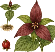 Toadshade Trillium