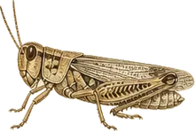 Pallid-winged Grasshopper