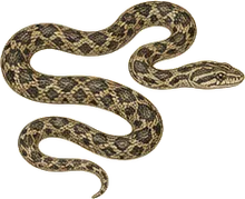 Western Lyre Snake