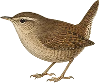 Winter Wren