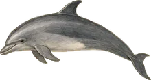 Indo-Pacific Bottlenose Dolphin
