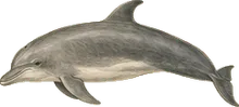 Common Bottlenose Dolphin