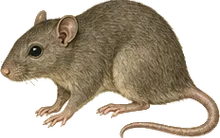 Naked-tailed Climbing Rat