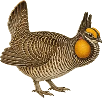 Lesser Prairie-Chicken
