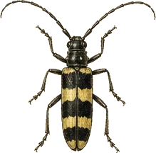 Banded Longhorn