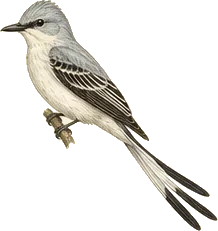 Scissor-tailed Flycatcher