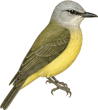 Tropical Kingbird