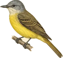 Western Kingbird