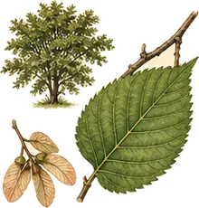 Slippery Elm