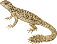 Mojave Fringe-toed Lizard