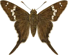 Long-tailed Skipper