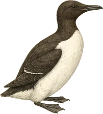 Common Murre