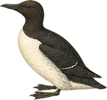 Thick-billed Murre