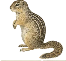 Belding's Ground Squirrel