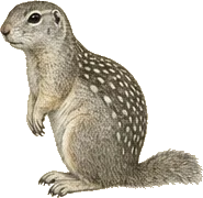 Columbian Ground Squirrel