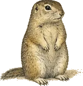 Richardson's Ground Squirrel