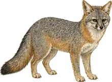 Gray Fox
