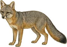 Island Fox