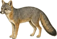 San Clemente Island Fox