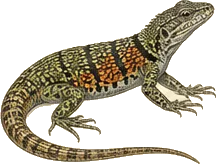 Ornate Tree Lizard