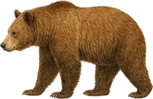 Cinnamon Bear