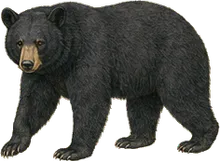 Florida Black Bear