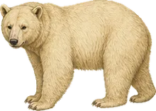 Kermode Bear
