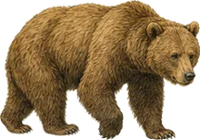 Alaska Peninsula Brown Bear