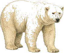Polar Bear