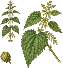 Heartleaf Nettle
