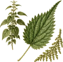 Stinging Nettle