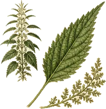 Slender Nettle