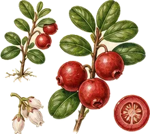 Lingonberry